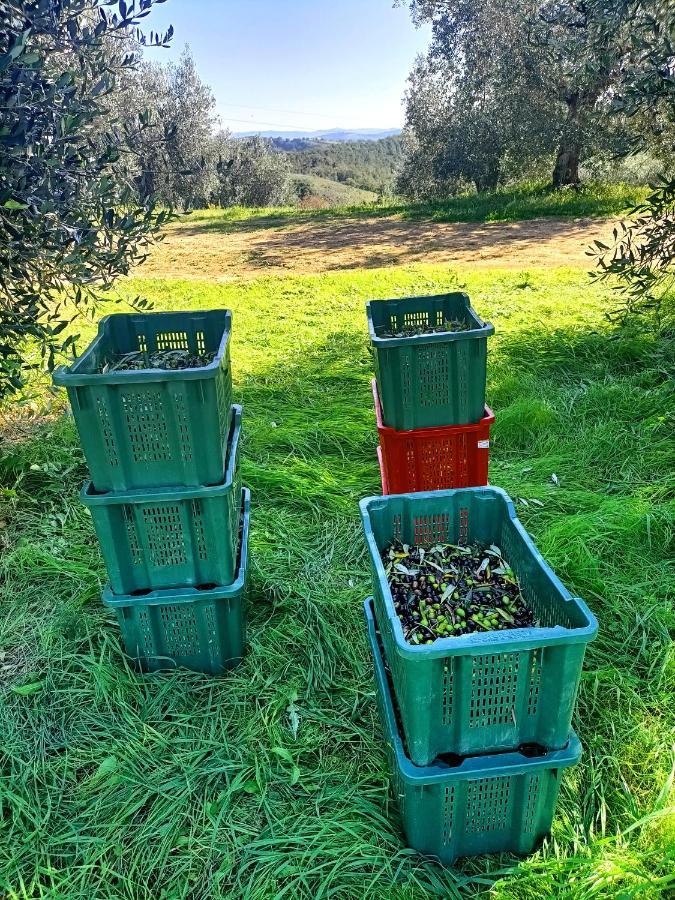 Casa Maria Villa Magliano in Toscana Eksteriør bilde